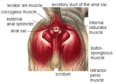Removable showerhead masturbation