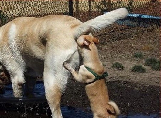 Tine pee hole